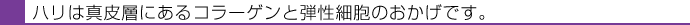 ハリは真皮層にあるコラーゲンと弾性細胞のおかげです。